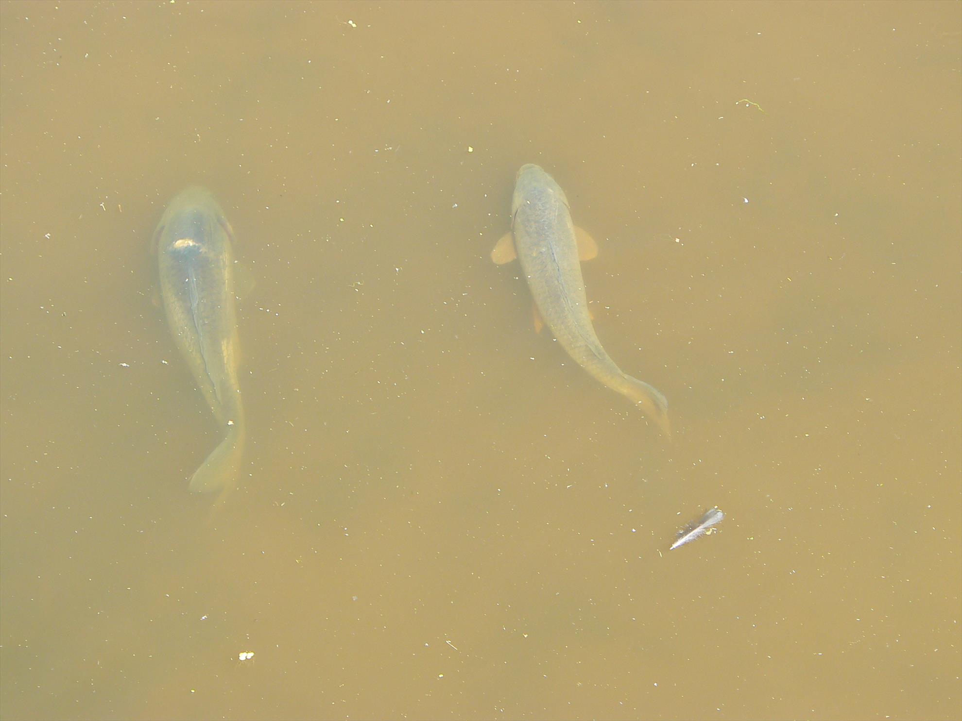 Crapi salbatici si alti pesti - p1030464.JPG